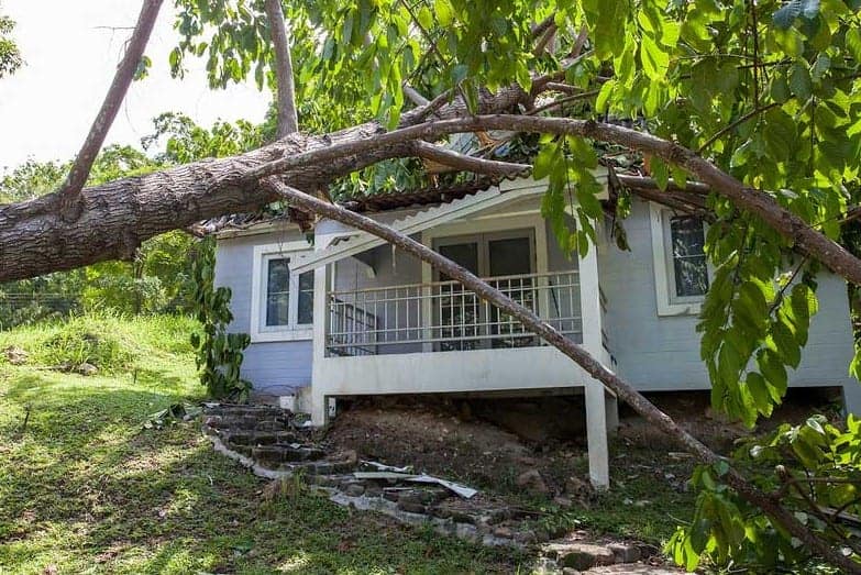 falling tree after hard storm on damage house